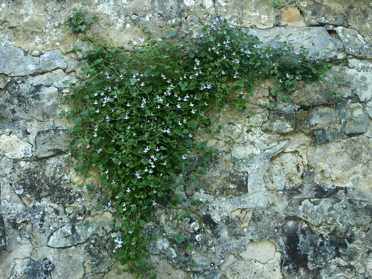 Annexe P4208567M2.jpg