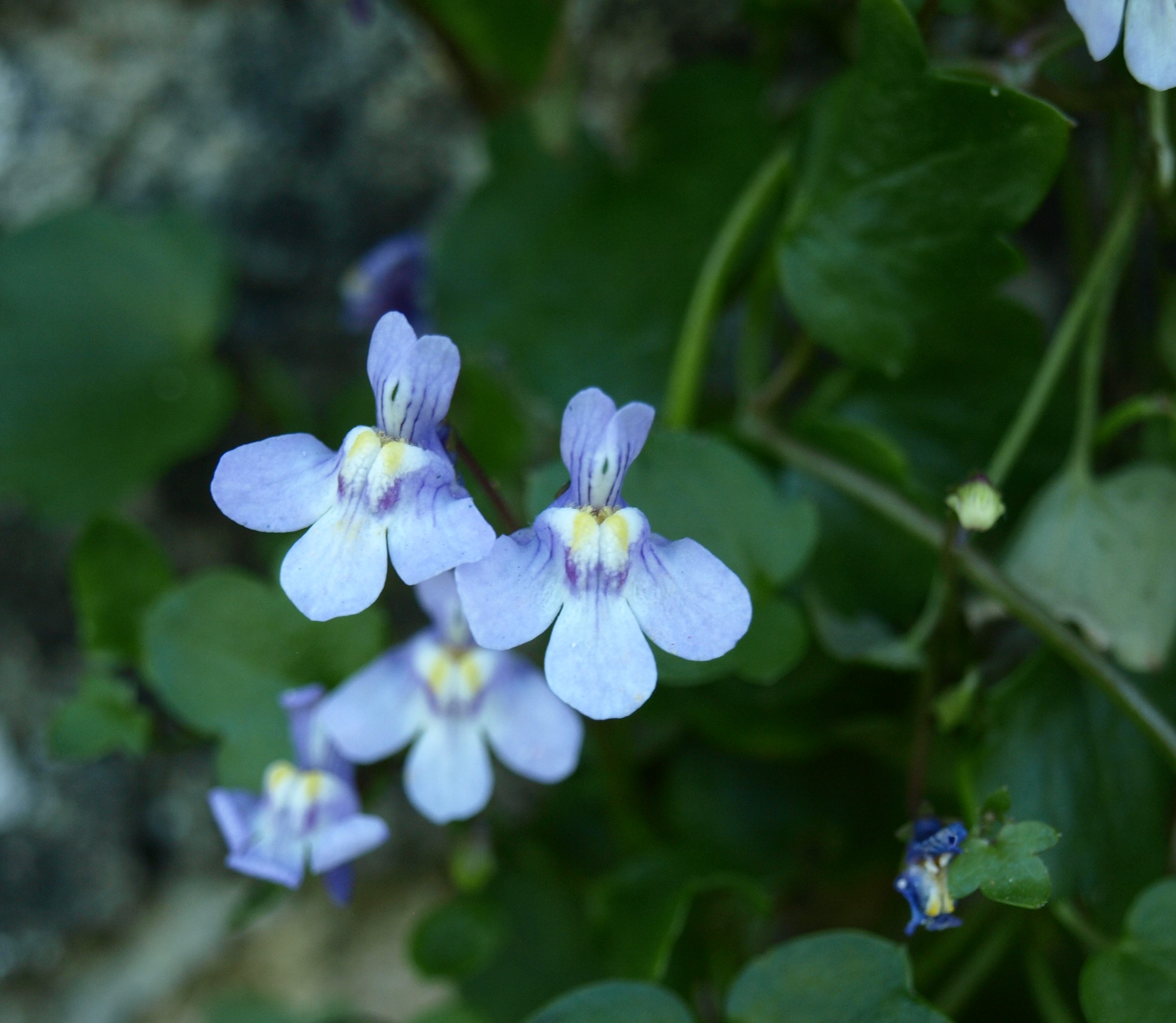 Annexe P4208568R.jpg