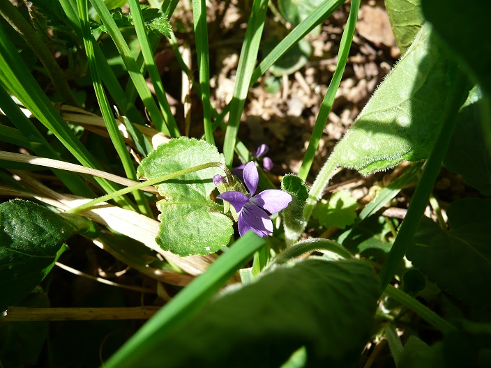 Annexe P1060594 violette.jpg