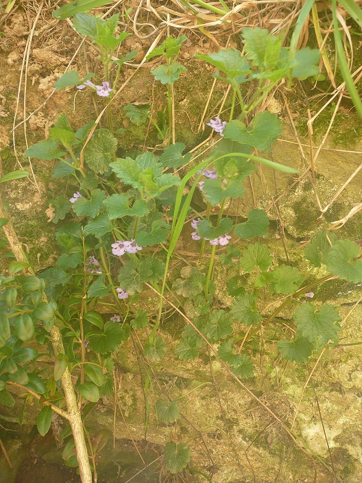 Annexe P1060598 lierre terrestre.jpg