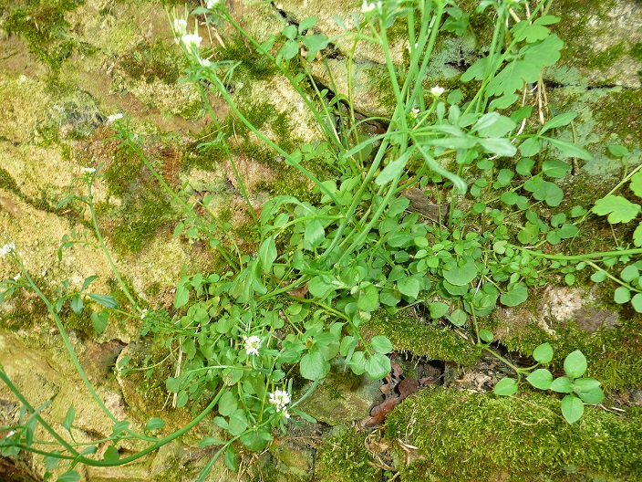 Annexe P1060606 cardamine.jpg