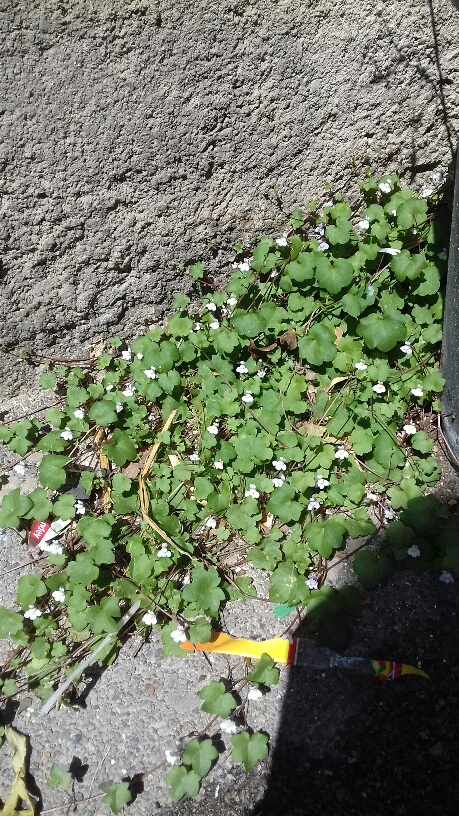 Annexe cymbalaire.jpg