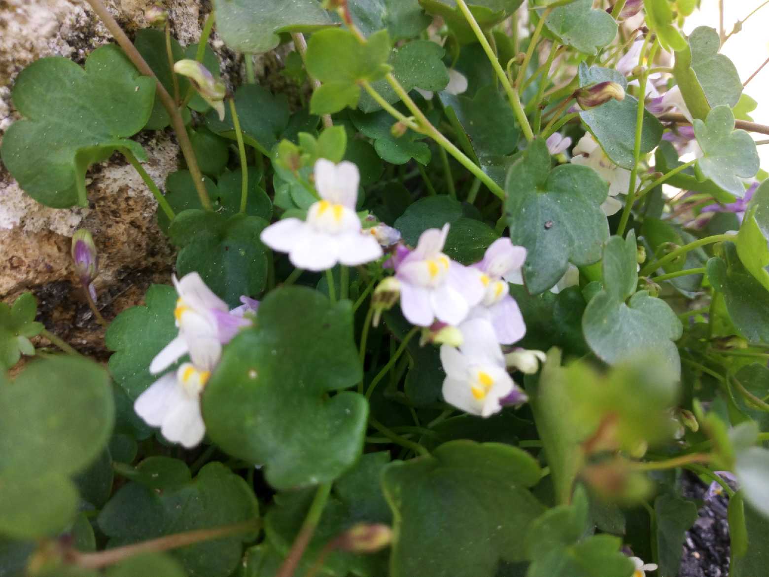 Annexe IMG_20180420_120819.jpg