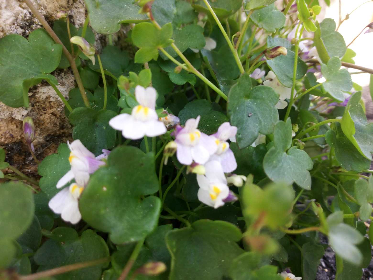 Annexe IMG_20180420_120821.jpg