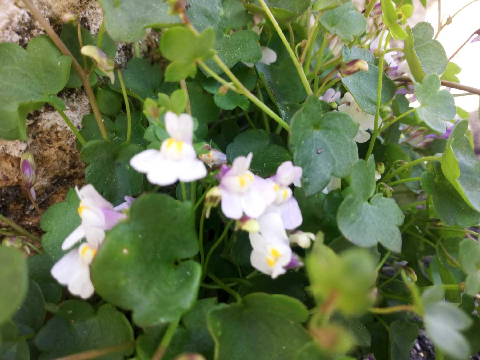 Annexe IMG_20180420_120822.jpg