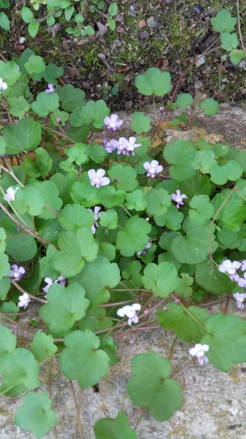 Annexe Cymbalaria muralis 20180419-175655.jpg