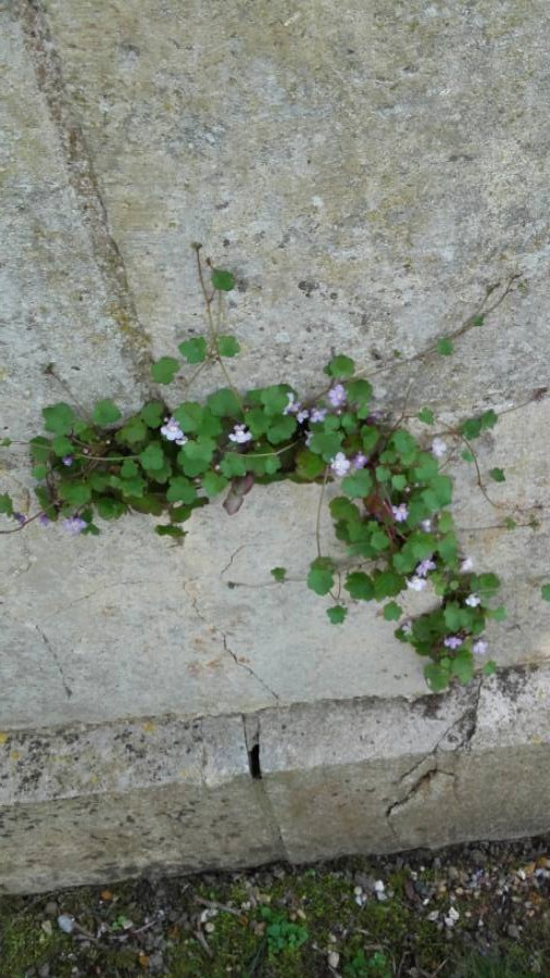 Annexe Cymbalaria muralis 20180419-175746.jpg