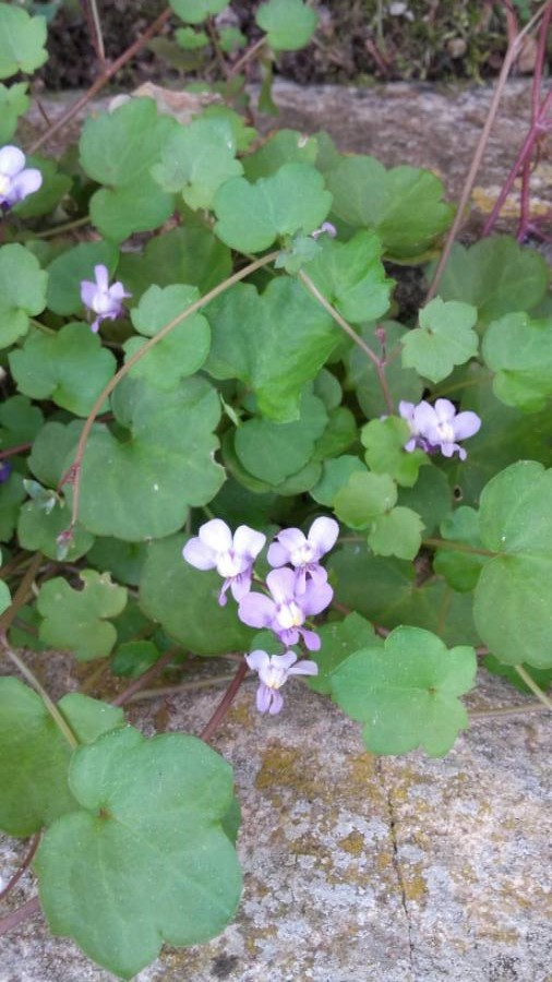 Annexe Cymbalaria muralis20180419-175522.jpg