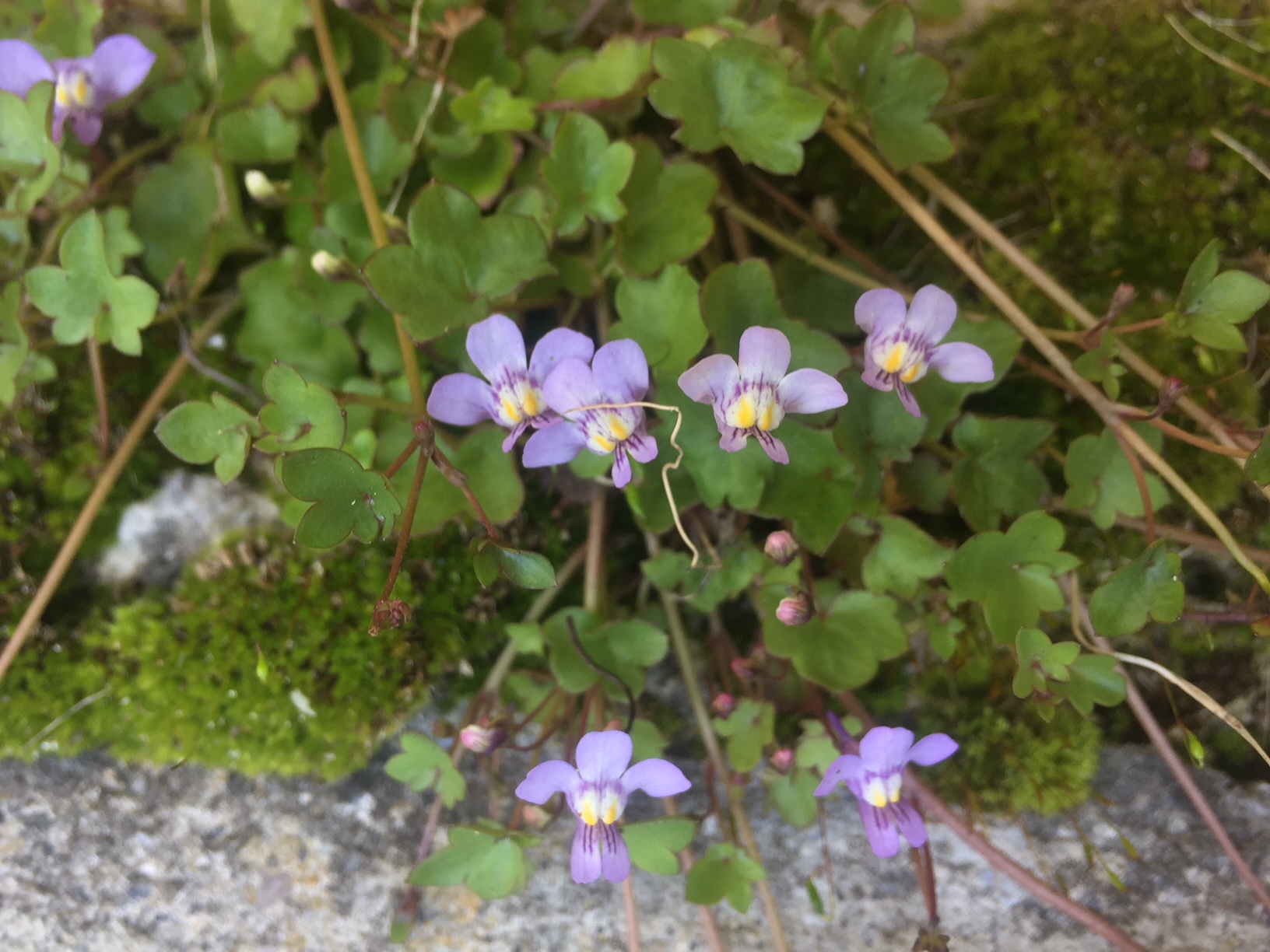 Annexe Cymbalaire.JPG