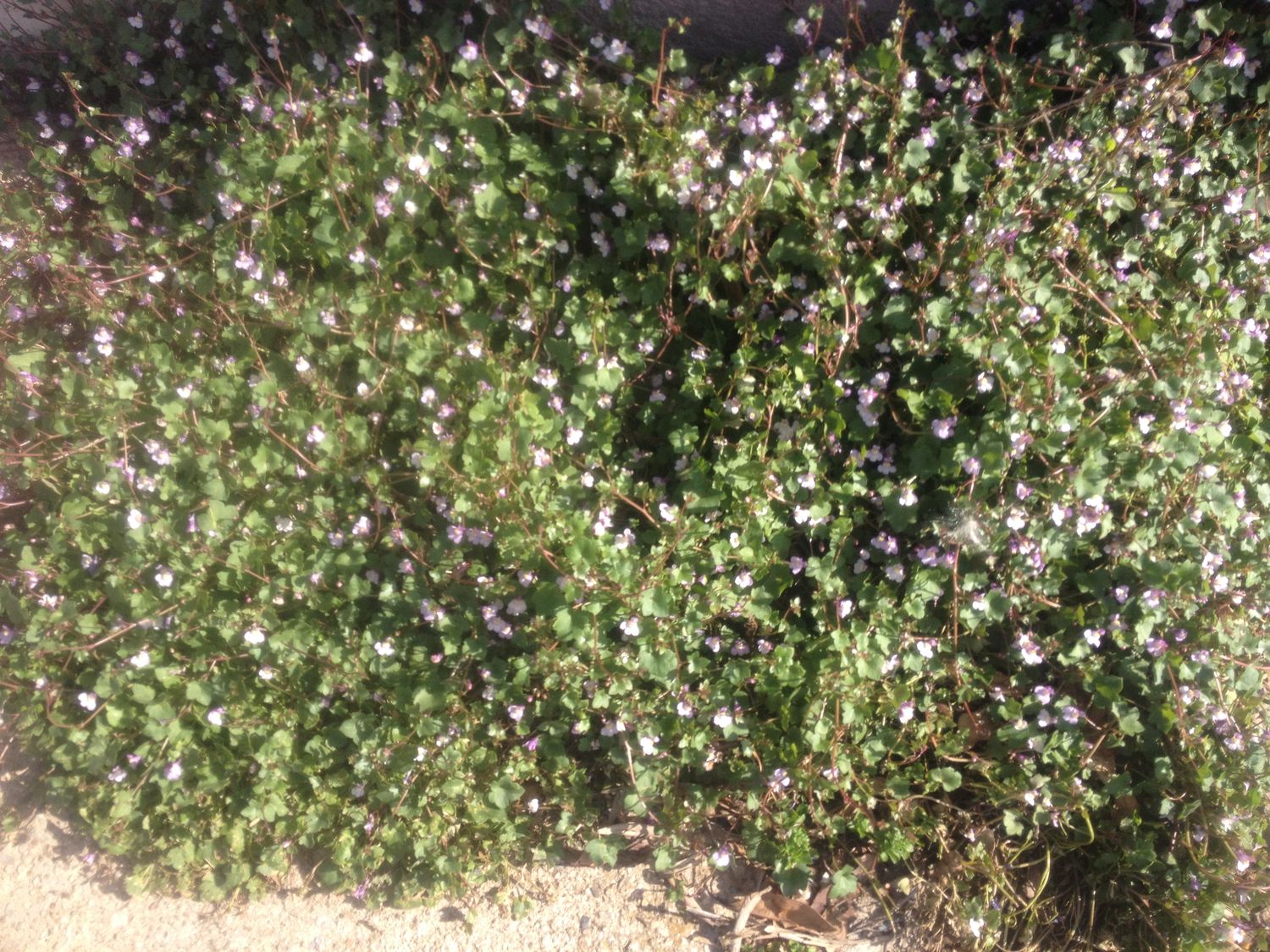 Annexe cymbalaire des murailles 2.JPG