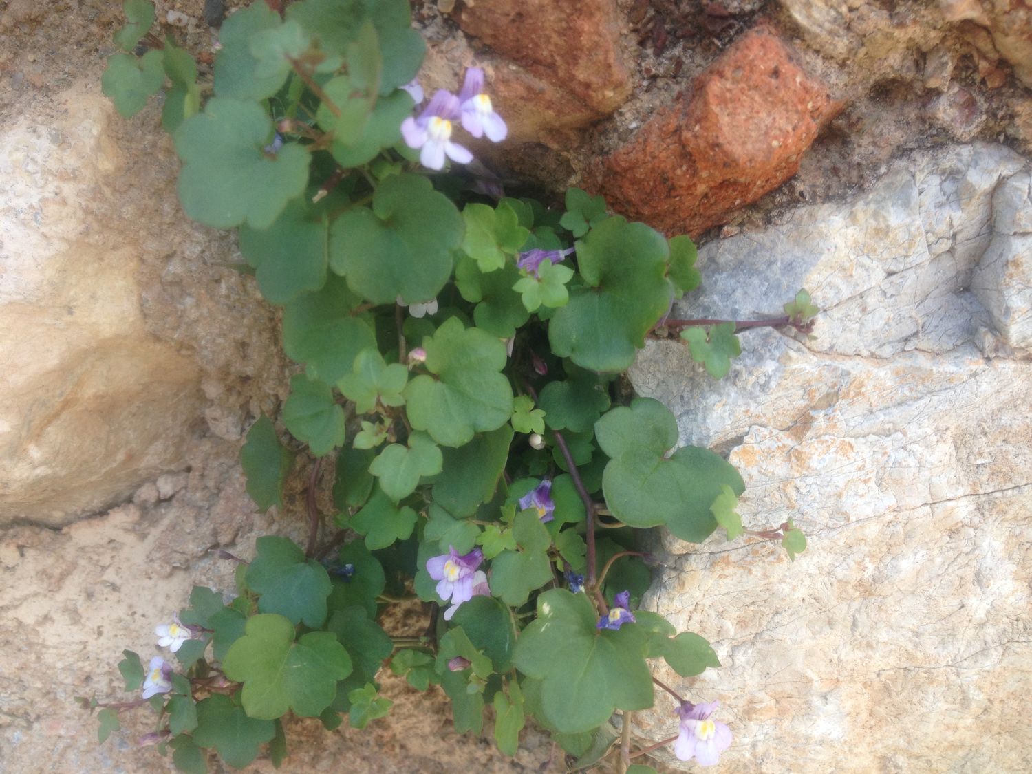 Annexe cymbalaire des murailles 4.JPG