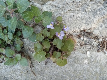 Annexe cymbalaires.jpg