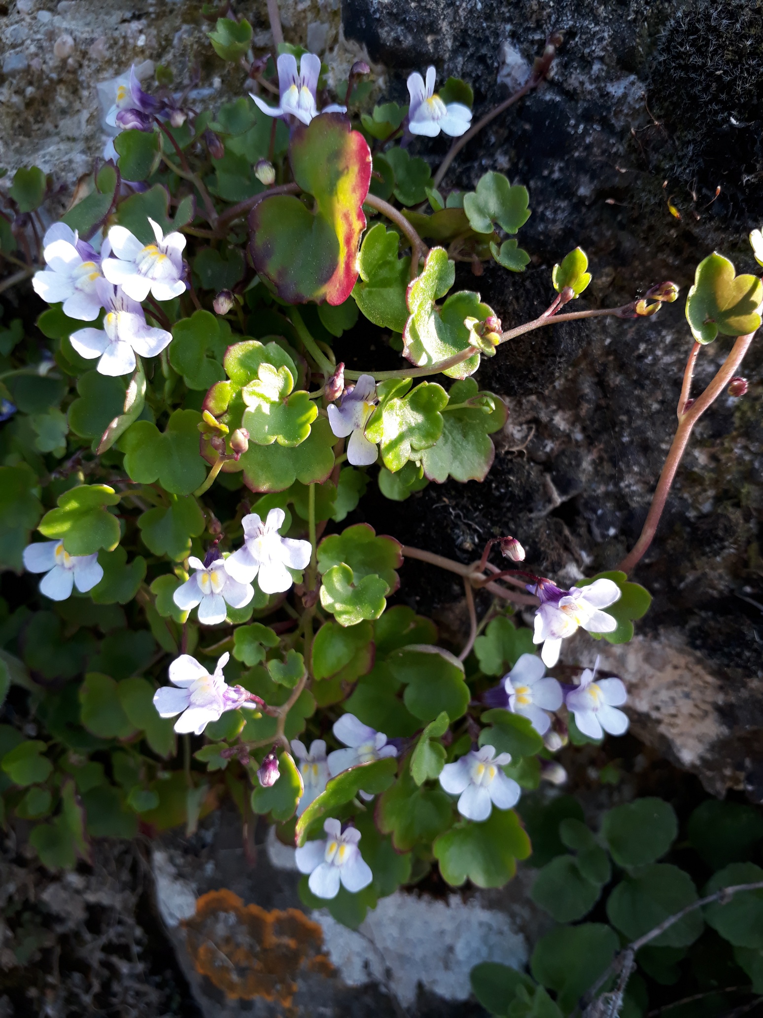 Annexe 20180419_174949_resized.jpg