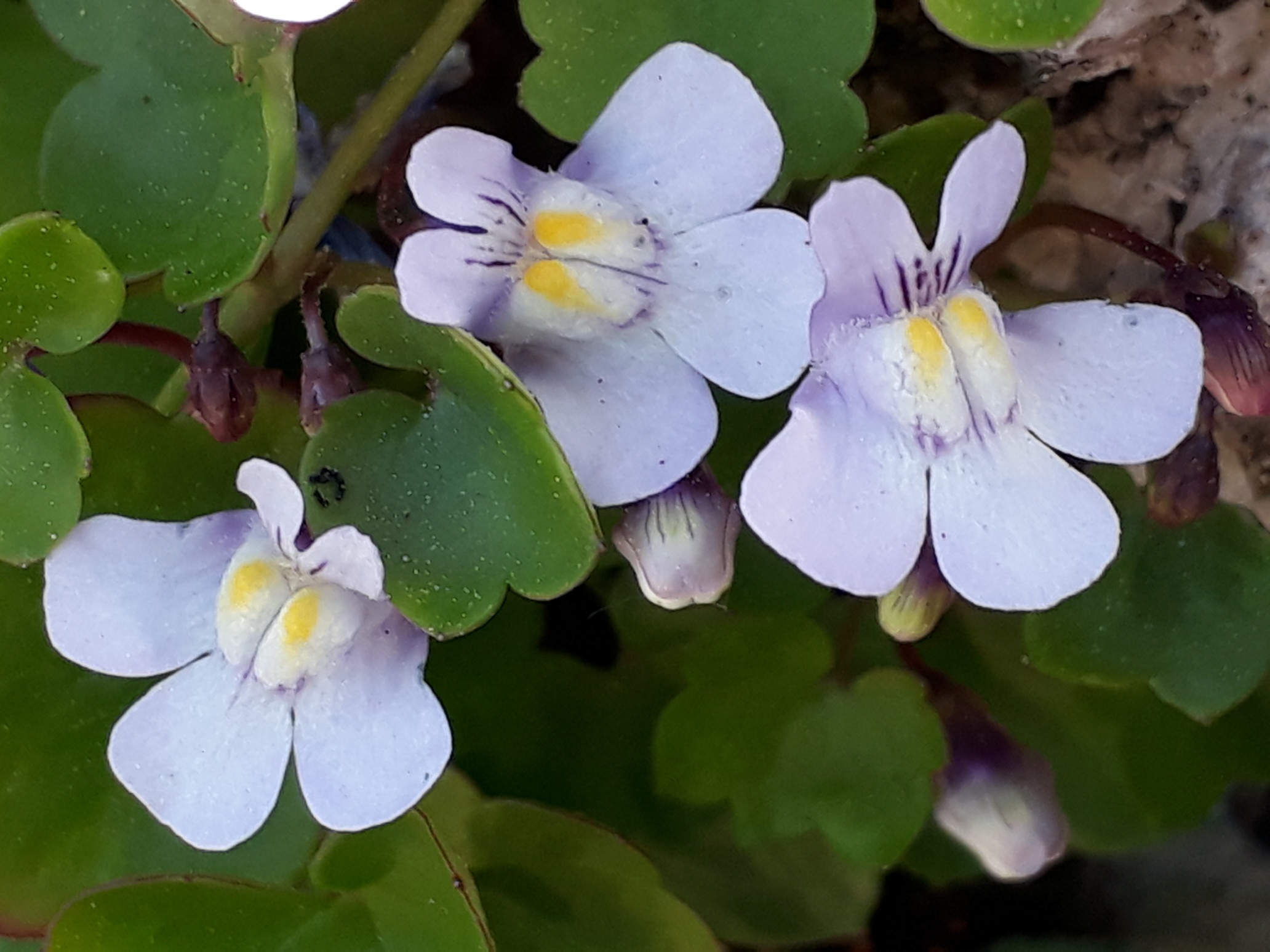 Annexe 20180419_175016_resized.jpg