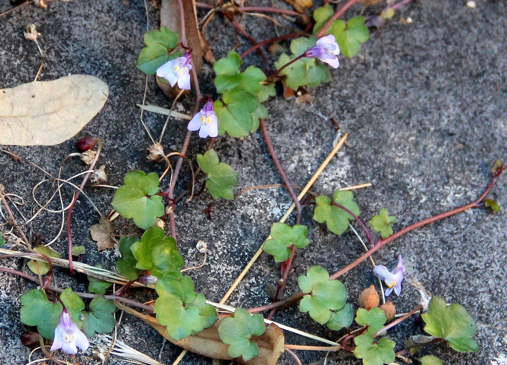 Annexe Cymbalaire des murailles _42819.JPG