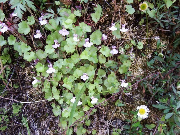 Annexe Cymbalaire Le Val.JPG