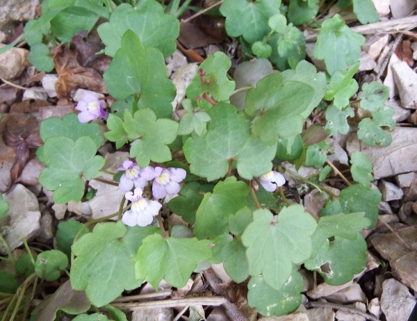 Annexe Cymbalaria muralis Garéoult.JPG