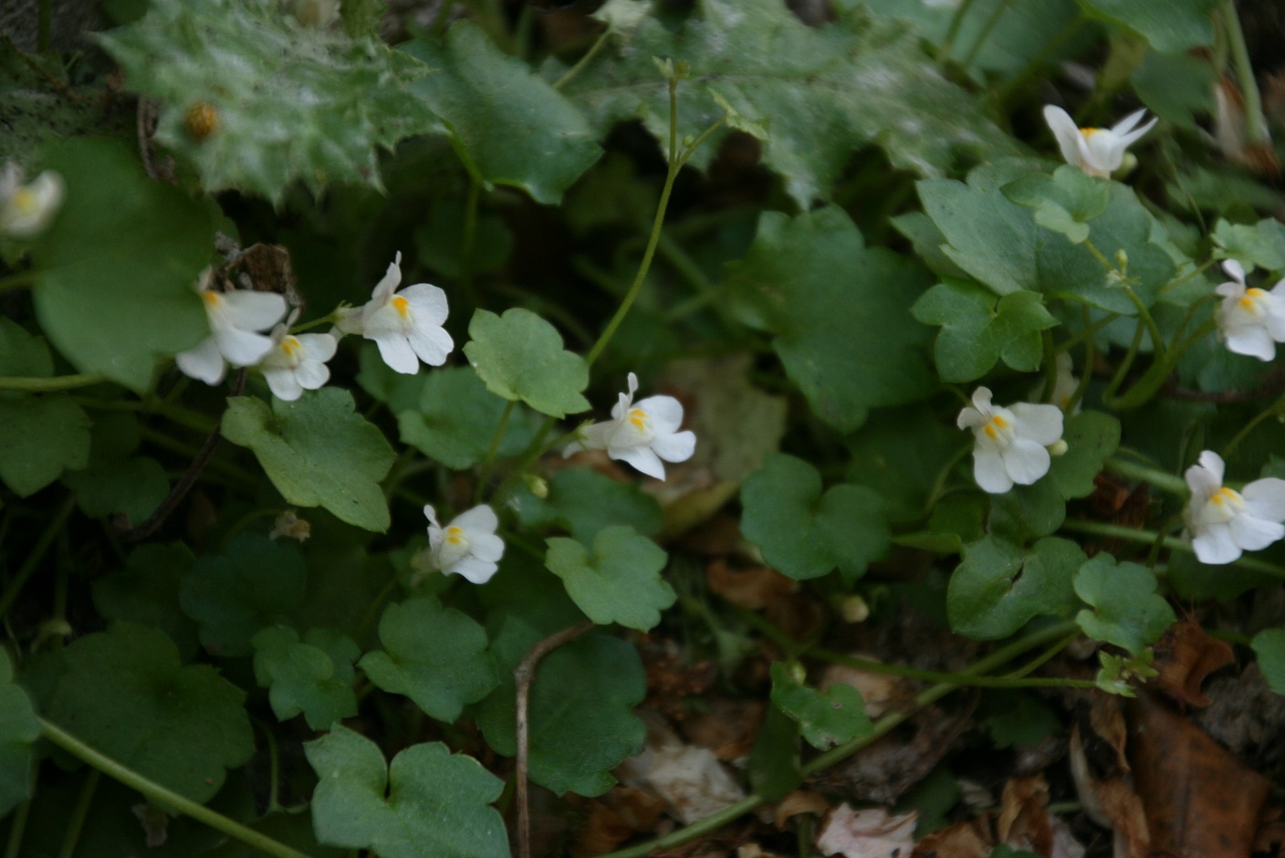 Annexe IMG_3563 (1).jpg