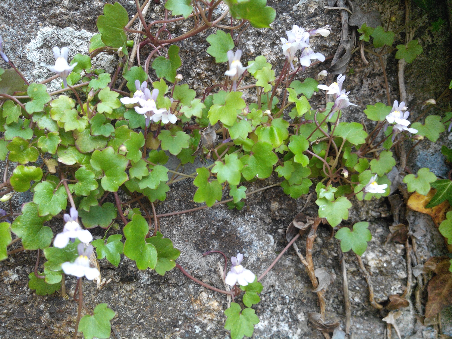 Annexe cymbalaire 3.jpg