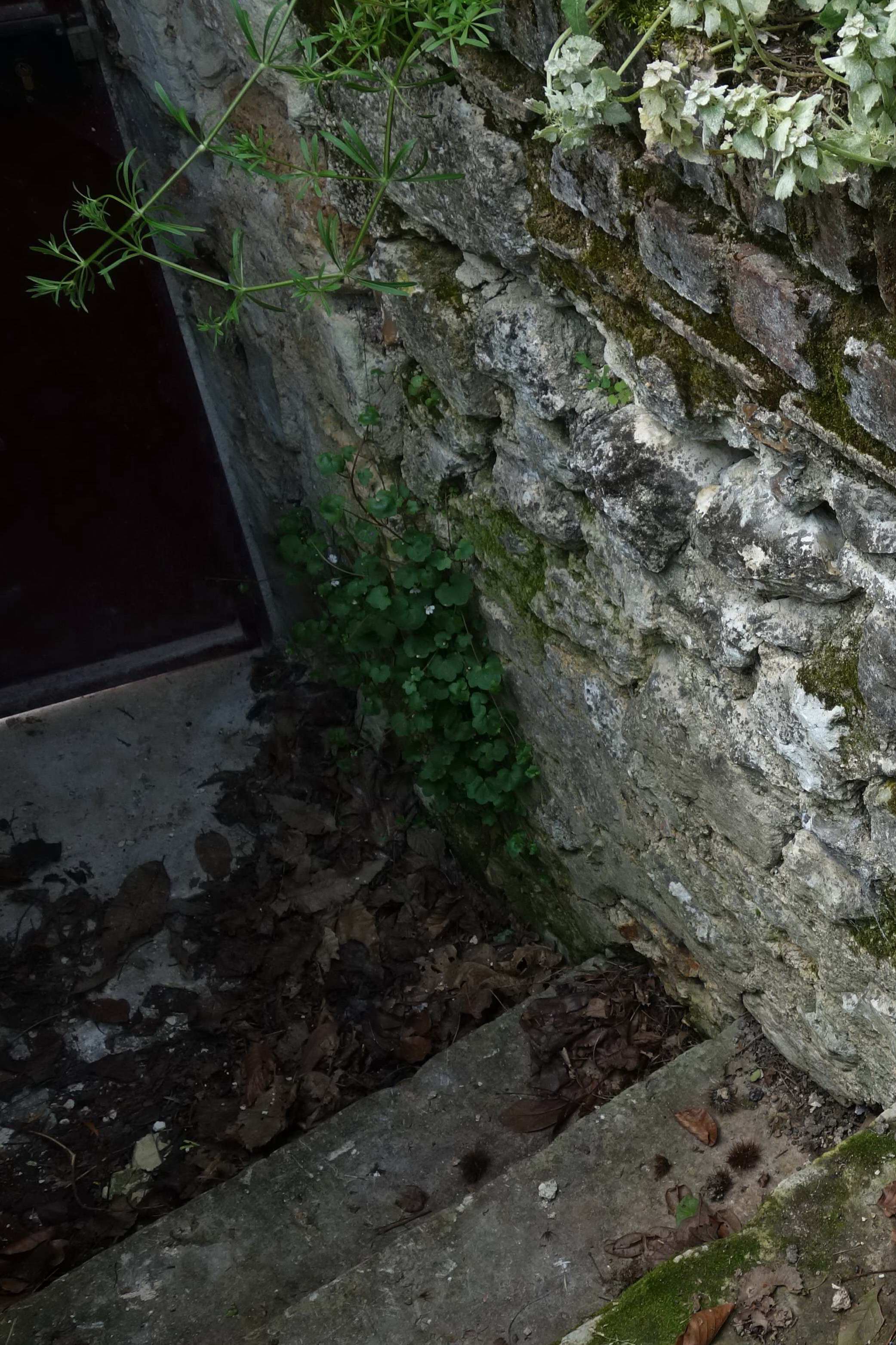 Annexe Cymbalaria muralis 2.JPG