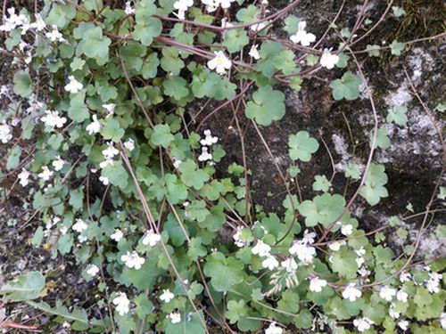 Annexe Cymbalaire 1.jpg