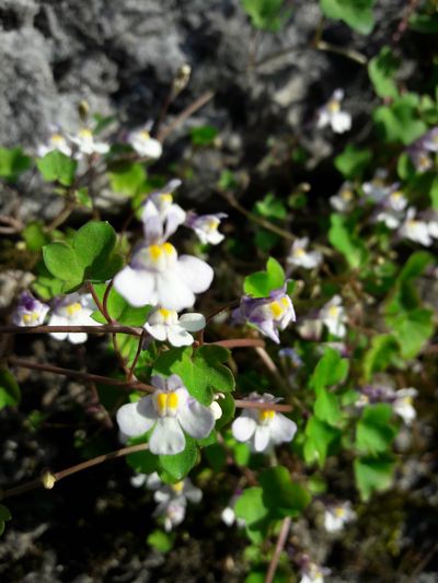 Annexe Cymbalaire 2.jpg