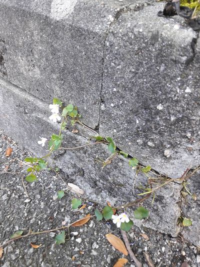 Annexe Cymbalaire 4.jpg