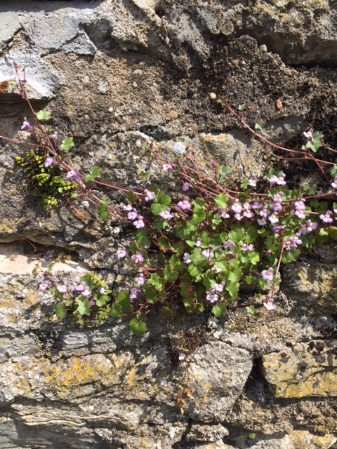 Annexe cymbalaire.JPG