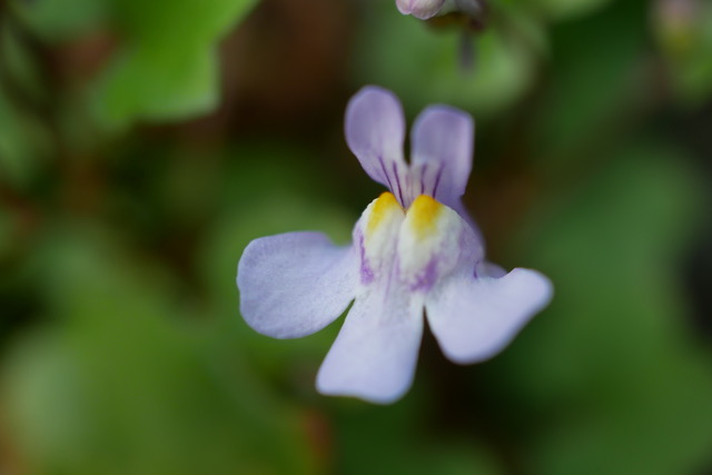 Annexe P1130449.jpeg