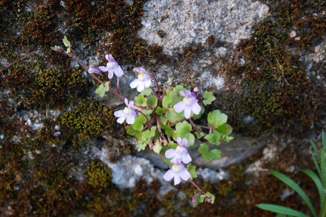 Annexe P1130455.jpeg