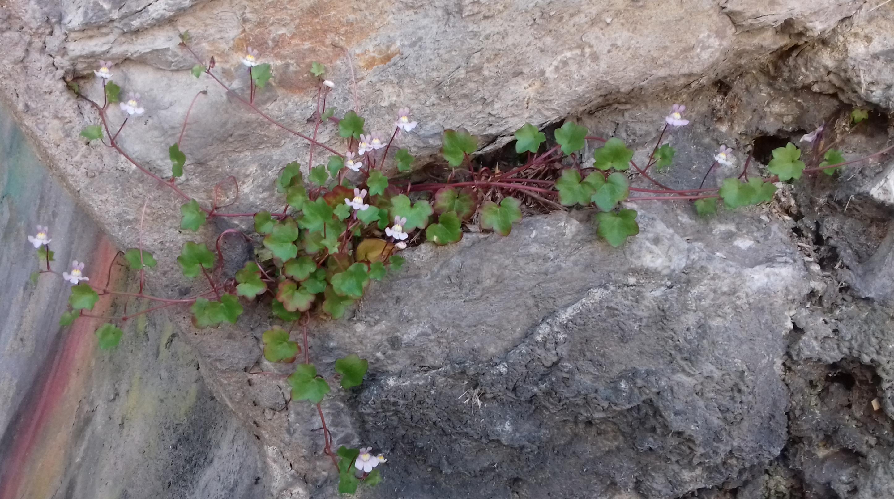 Annexe 20180425_085116.jpg