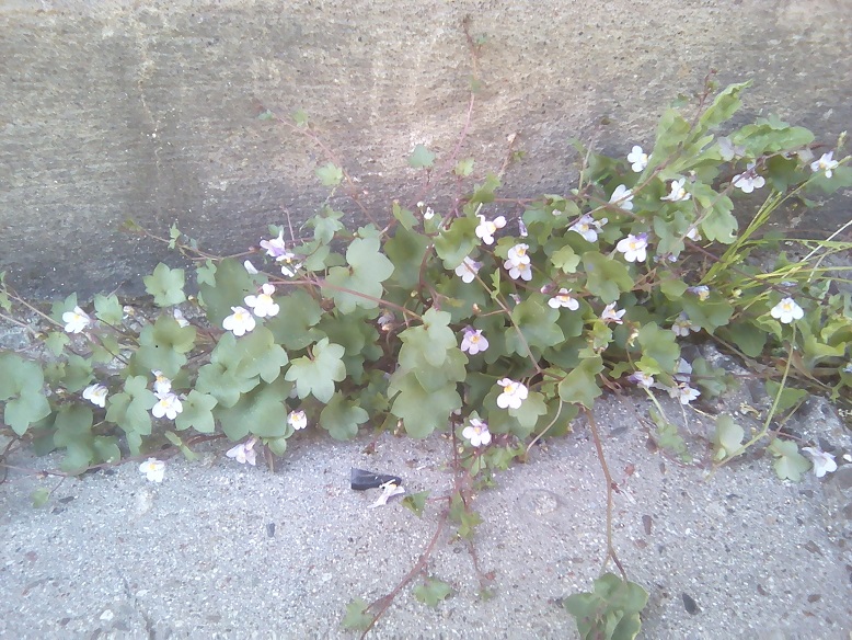 Annexe cymbalaire toulousaine.jpg