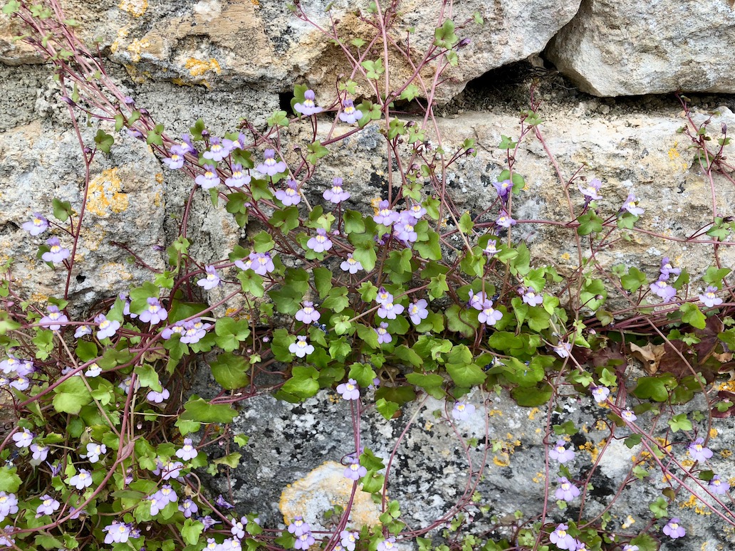 Annexe Cymbalaire à 108cm du sol.
