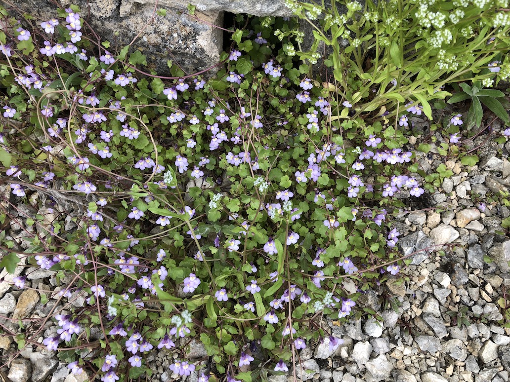 Annexe Cymbalaire au sol