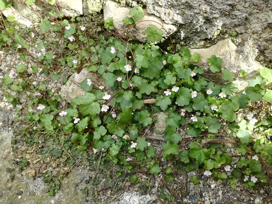 Annexe IMG_20180428_170447.jpg