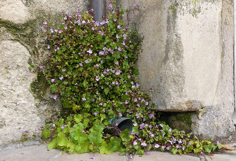 Annexe P1040476_17238_20150424 (2).JPG