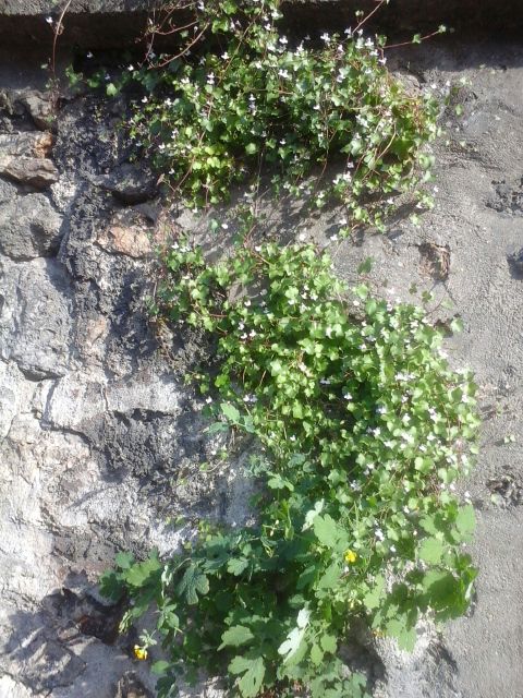 Annexe 20180424_181021.jpg