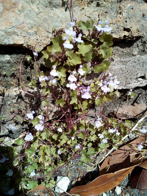 Annexe CymbalaireRambouillet.jpg