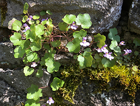 Annexe IMG_0956opt.jpg