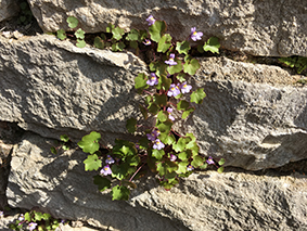 Annexe IMG_0958opt.jpg