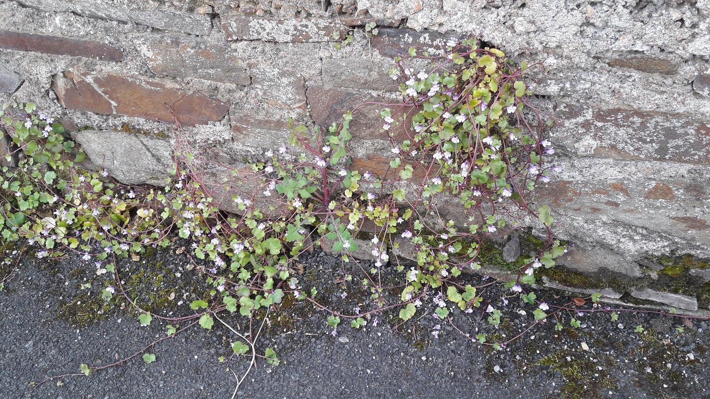 Annexe Cymbalaire 1.jpg