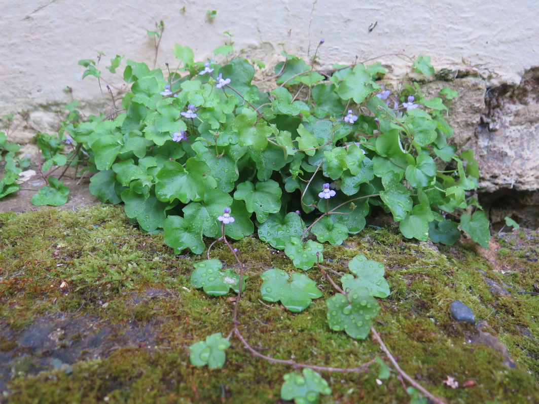 Annexe cymbalaire .JPG