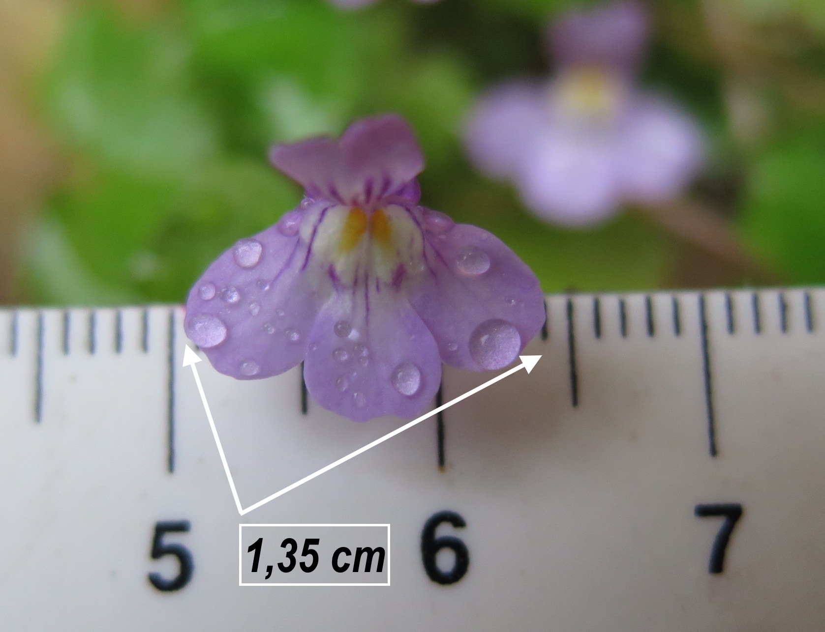 Annexe cymbalaire mesure.jpg