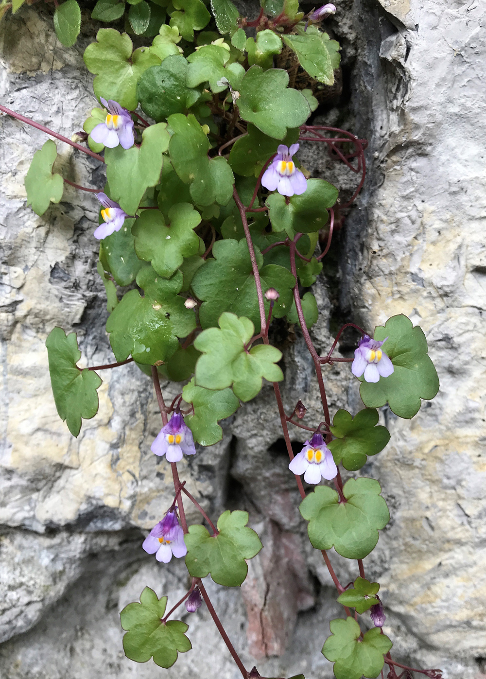 Annexe cymbalaire.JPG