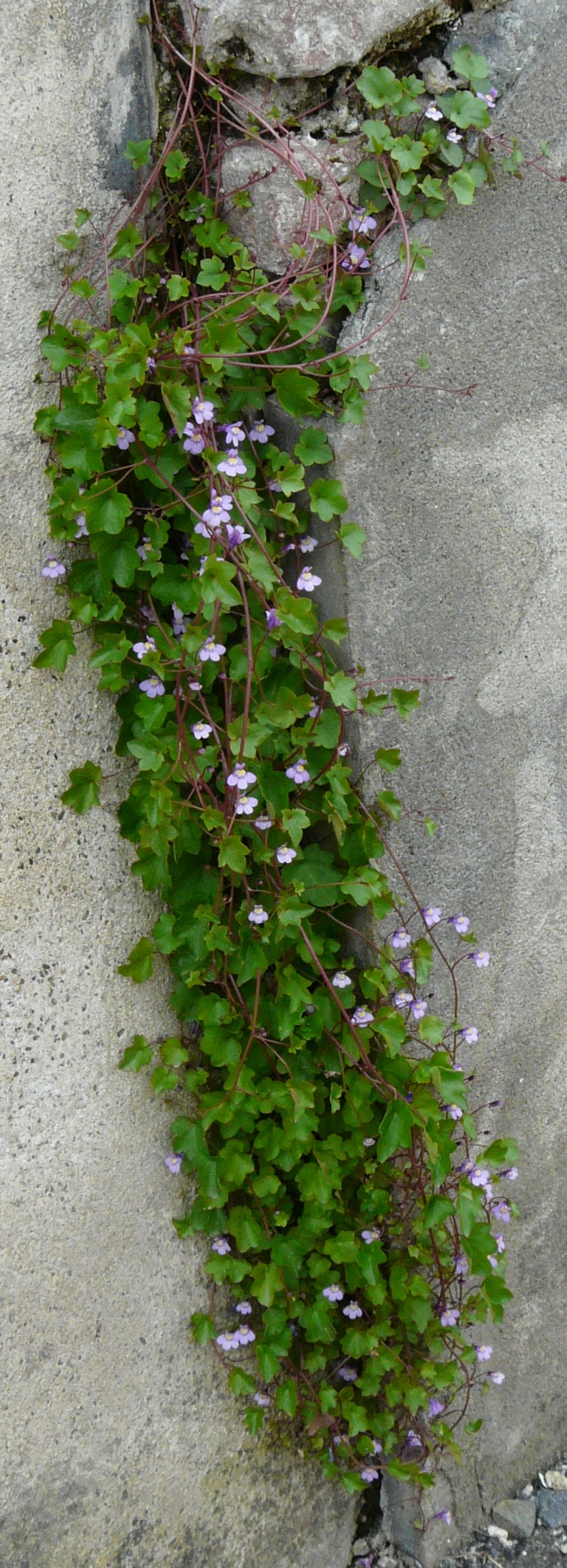 Annexe P1250358r.jpg