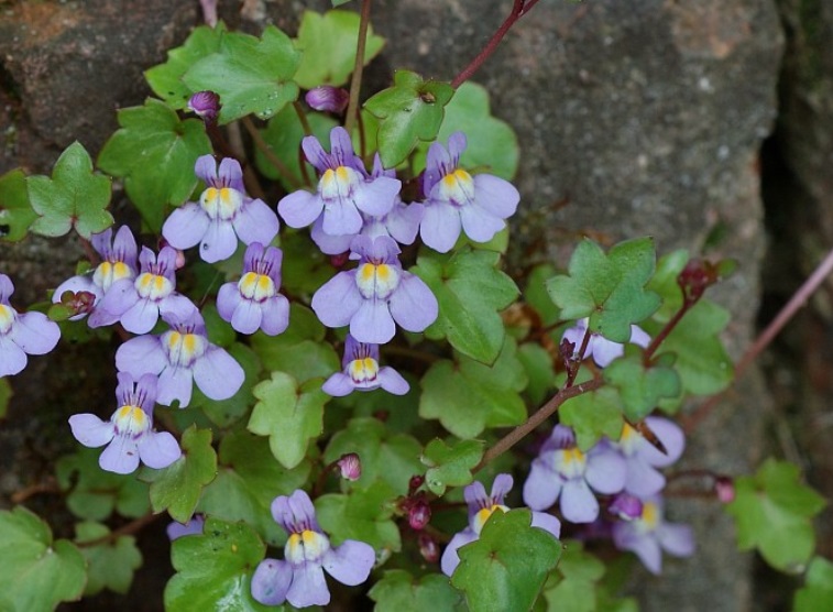Annexe cymbalaire ou pas.jpg