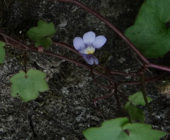 Annexe DSC01498 (2).JPG