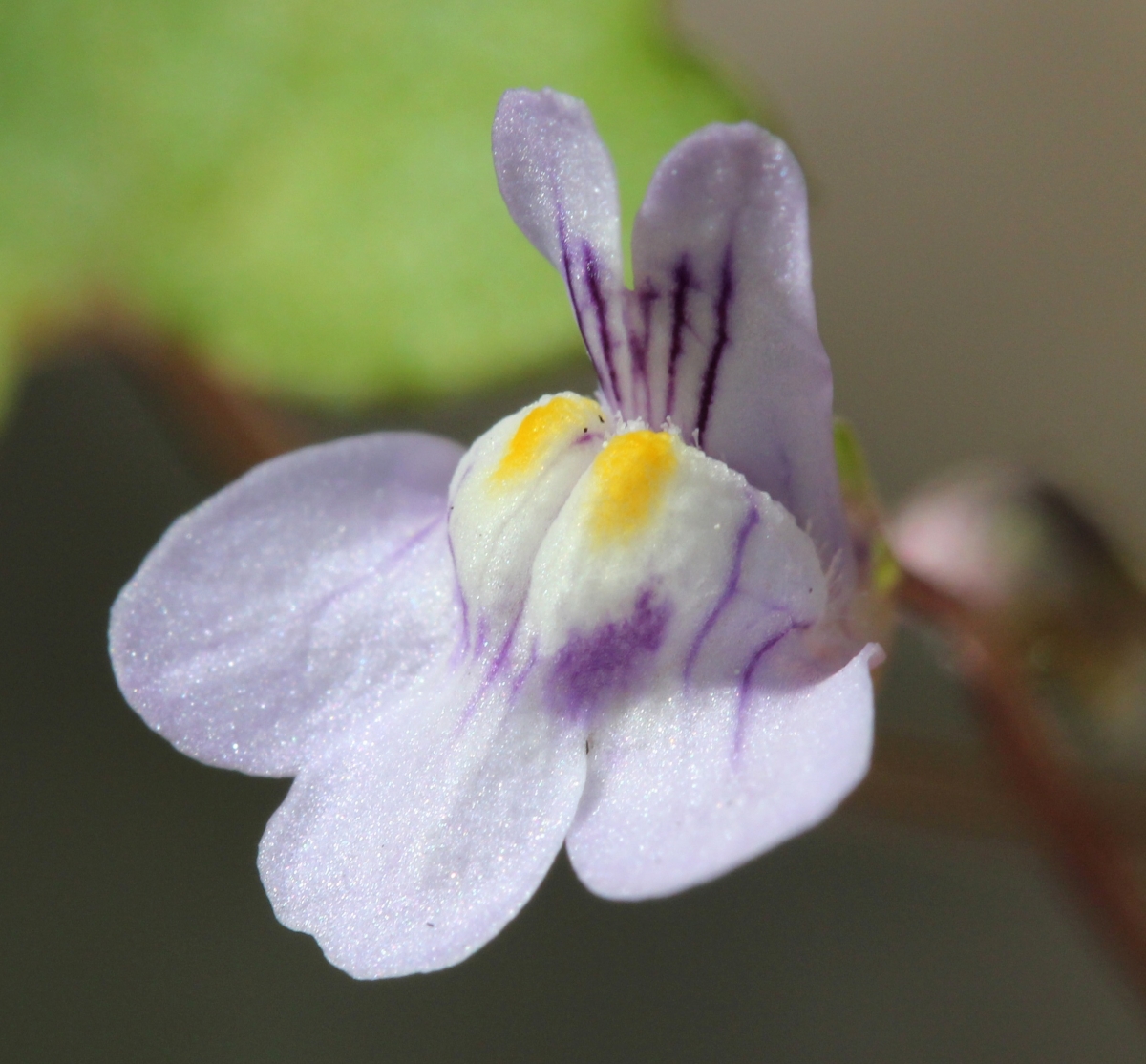 Annexe Portrait de Cymbalaria muralis.jpg