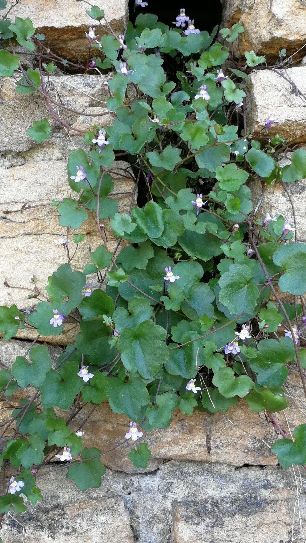 Annexe IMG_20180505_182350.jpg