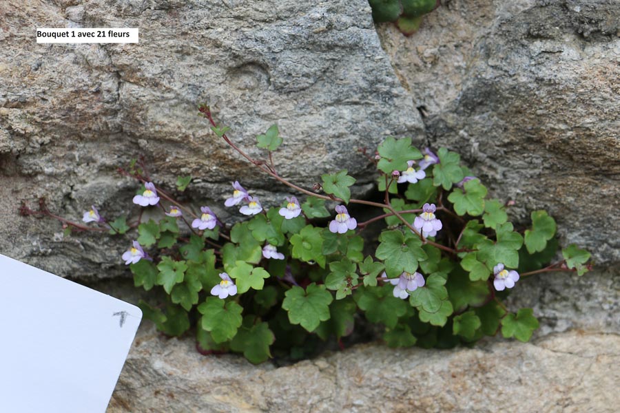 Annexe Cymbalaire bouquet -1.jpg